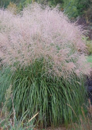 MISCANTHUS sinensis Hermann Müssel